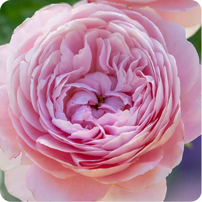 Wagner's Rose Nursery