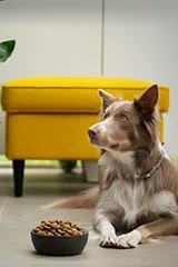 Pet