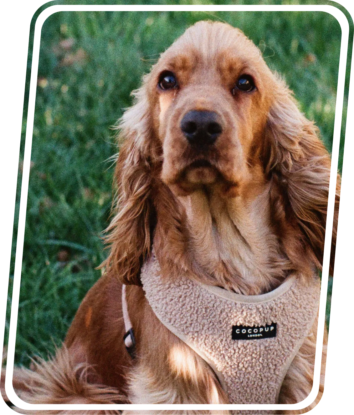 Pet products