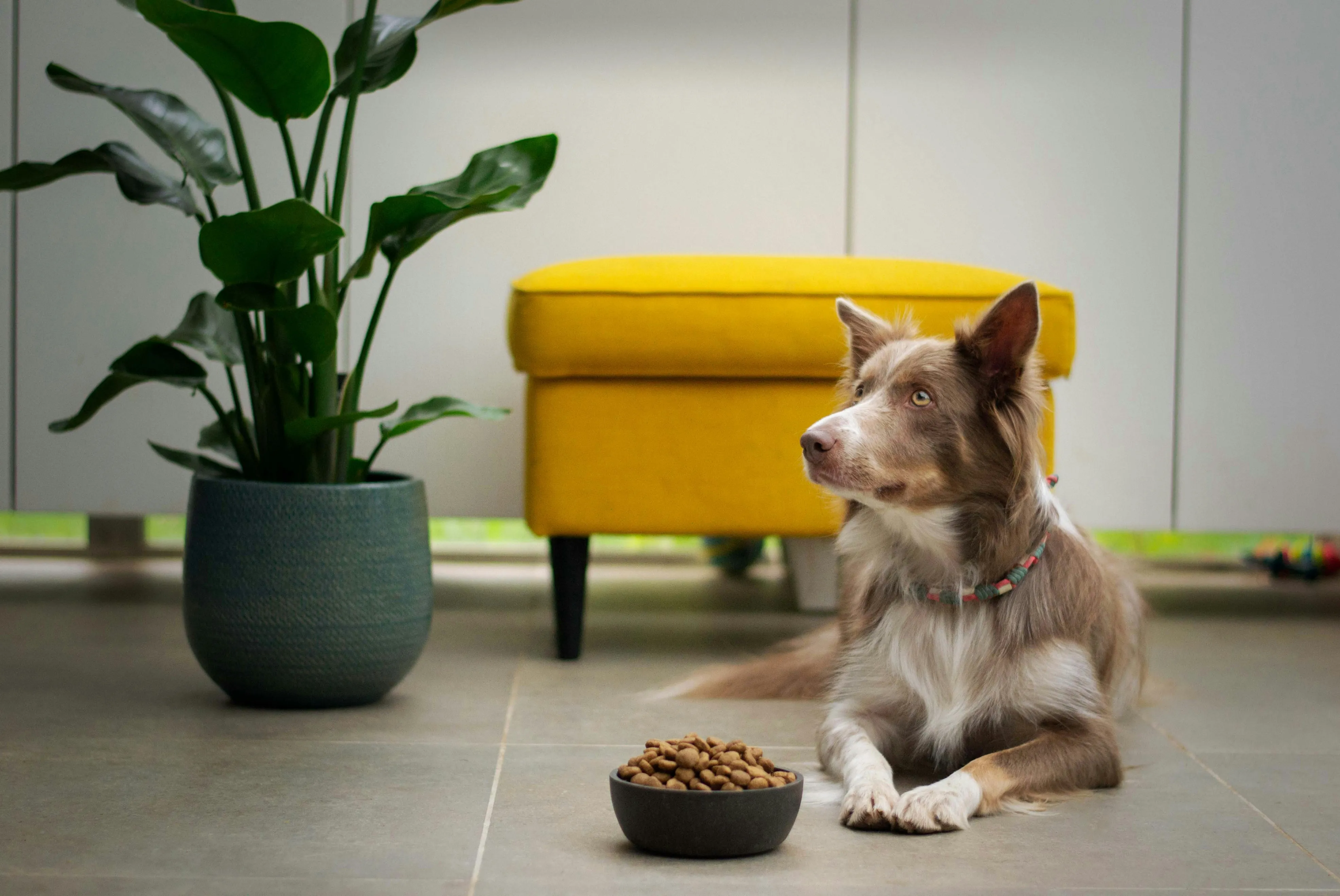 Pet brand founder using Lifetimely Profit Agent