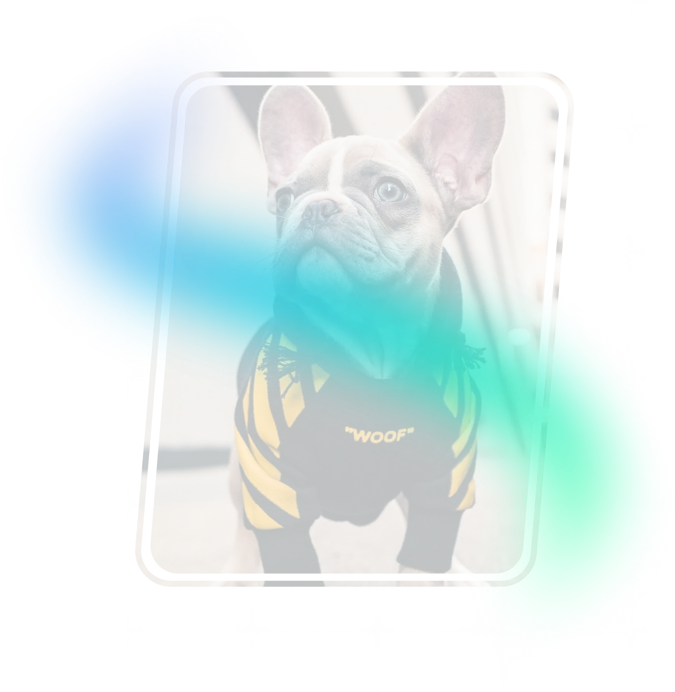 Pet products