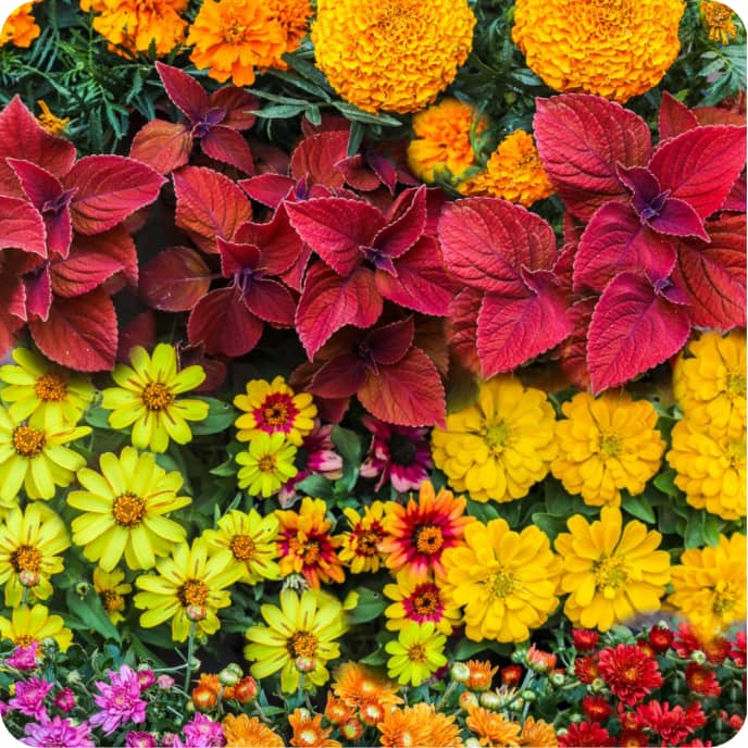 Roger's Gardens